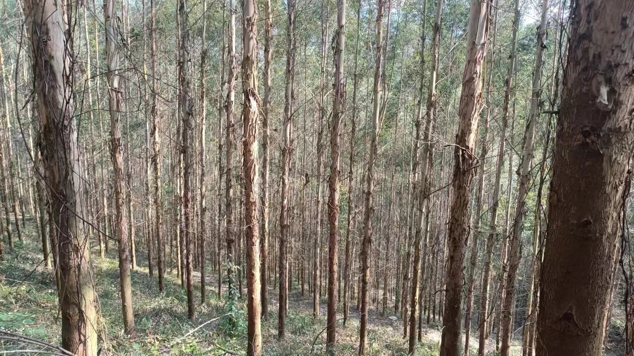 德庆县莫村镇前锋村，富源村林相图